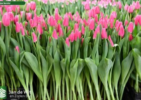 Tulipa Sandor ® (1)